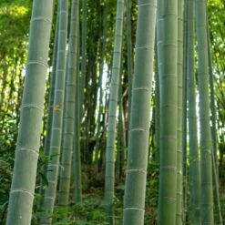 Edible Bamboo Plant 8 Edible Bamboo Plant -Green Plant Store Edible Bamboo 6