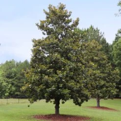 Edith Bogue Magnolia 7 Edith Bogue Magnolia -Green Plant Store Edith Bogue magnolia 1