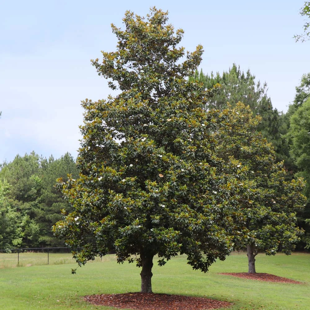 Edith Bogue Magnolia 5 Edith Bogue Magnolia - Image 3