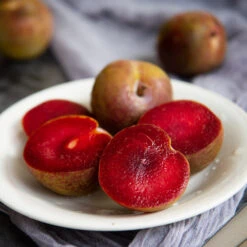 Elephant Heart Plum Tree -Green Plant Store Elephant Heart Plum 1