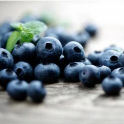 Elliot Blueberry Bush -Green Plant Store Elliot Blueberry 450 D2