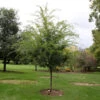 Emerald Flair Elm Tree -Green Plant Store Emerald Flair 600x600 537bca49 bcda 436c baea fab6477ae12c