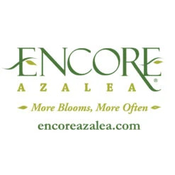 Autumn Debutante® Encore® Azalea 13 Autumn Debutante® Encore® Azalea -Green Plant Store Encore Logo 1000x1000 c29f00dd 100e 4ccb 98e4 22e187bc4aca