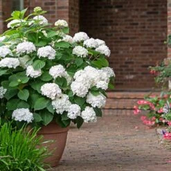 Endless Summer® Blushing Bride Bigleaf Hydrangea Shrub 10 Endless Summer® Blushing Bride Bigleaf Hydrangea Shrub -Green Plant Store Endless Summer Blushing Bride 3 FGT