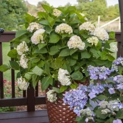 Endless Summer® Blushing Bride Bigleaf Hydrangea Shrub 11 Endless Summer® Blushing Bride Bigleaf Hydrangea Shrub -Green Plant Store Endless Summer Blushing Bride 5