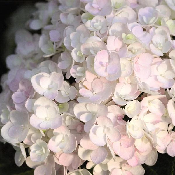 Endless Summer® Blushing Bride Bigleaf Hydrangea Shrub 3 Endless Summer® Blushing Bride Bigleaf Hydrangea Shrub