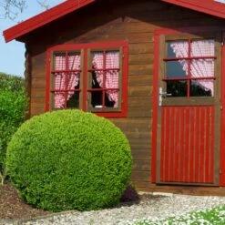 English Boxwood Shrub 15 English Boxwood Shrub -Green Plant Store English Boxwood 6 FGT