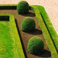 English Boxwood Shrub 13 English Boxwood Shrub -Green Plant Store English Boxwood 7