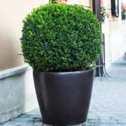 English Boxwood Shrub 12 English Boxwood Shrub -Green Plant Store English Boxwood 9 FGT
