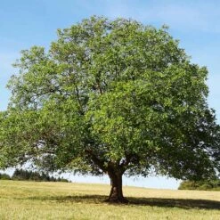 English Walnut Tree 9 English Walnut Tree -Green Plant Store English Carpathian Walnut 4 FGT