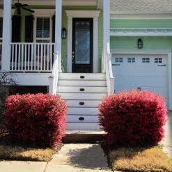 'Ever Red' Loropetalum -Green Plant Store Ever Red Lorepetalum 4