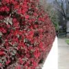 'Ever Red' Loropetalum -Green Plant Store Ever Red Lorepetalum FGT 600x600 047d9fa6 0bc7 421f be3c da3170e44193