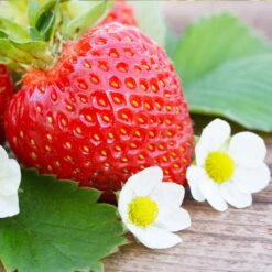 Everbearing Strawberry - USDA Organic 10 Everbearing Strawberry - USDA Organic -Green Plant Store Everbearing Strawberry 3 FGT d3338e88 8339 4e56 9059 0189b64ead59