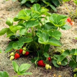 Everbearing Strawberry -Green Plant Store Everbearing Strawberry 5 FGT