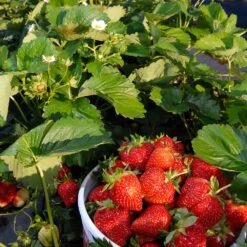 Everbearing Strawberry - USDA Organic 13 Everbearing Strawberry - USDA Organic -Green Plant Store Everbearing Strawberry 6 BB e2cd8810 5468 47c9 8adf a7c6a52e097a