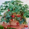 Everbearing Strawberry - USDA Organic -Green Plant Store Everbearing Strawberry FGT 600x600 f616e59f d9ca 4549 86ff 008da5033bba