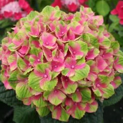 Everlasting® Amethyst Hydrangea Shrub -Green Plant Store Everlasting Amethyst Hydrangea 2