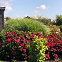 Everlasting® Crimson Ruby Hydrangea Shrub 8 Everlasting® Crimson Ruby Hydrangea Shrub -Green Plant Store Everlasting Crimson Ruby 1