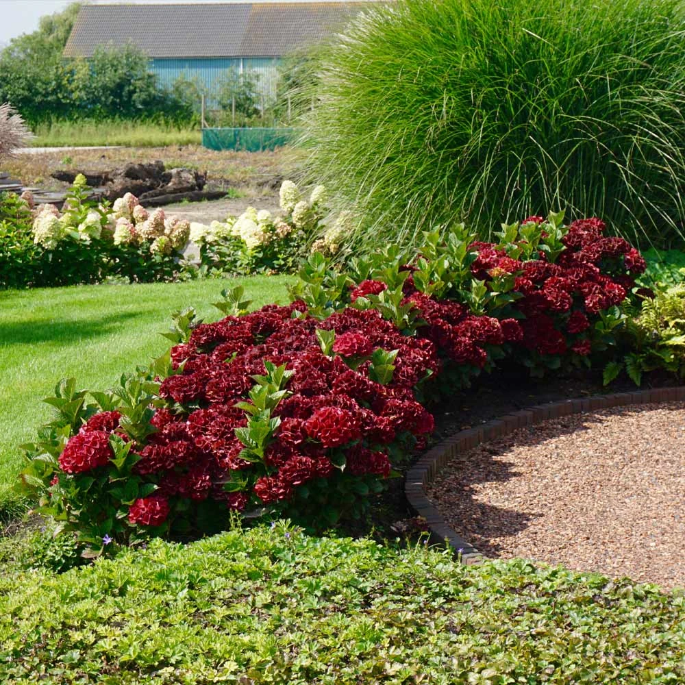 Everlasting® Crimson Ruby Hydrangea Shrub 4 Everlasting® Crimson Ruby Hydrangea Shrub - Image 2
