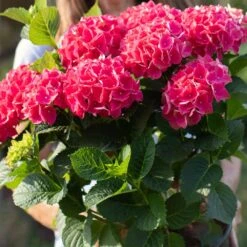 Everlasting® Crimson Ruby Hydrangea Shrub 9 Everlasting® Crimson Ruby Hydrangea Shrub -Green Plant Store Everlasting Crimson Ruby 4