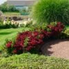 Everlasting® Crimson Ruby Hydrangea Shrub -Green Plant Store Everlasting Crimson Ruby FGT 600x600 c96daa38 25e0 4479 82e2 43e6cd49daaf