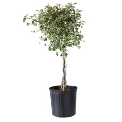 Variegated Ficus Triangularis Tree 9 Variegated Ficus Triangularis Tree -Green Plant Store FIC TRT 34 3 BRD