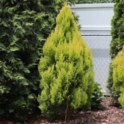 Forever Goldy™ Arborvitae Tree 9 Forever Goldy™ Arborvitae Tree -Green Plant Store FOrever GOldie 2