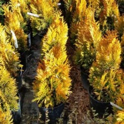 Forever Goldy™ Arborvitae Tree 11 Forever Goldy™ Arborvitae Tree -Green Plant Store FOrever GOldy 3