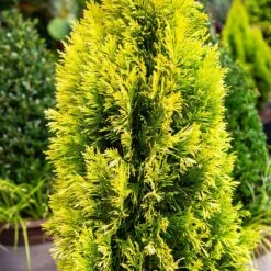 Forever Goldy™ Arborvitae Tree 10 Forever Goldy™ Arborvitae Tree -Green Plant Store FOrever GOldy 4