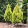 Forever Goldy™ Arborvitae Tree -Green Plant Store FOrever GOldy 600x600 6bb4203a 1f83 46d7 bf71 502f5d9964f5