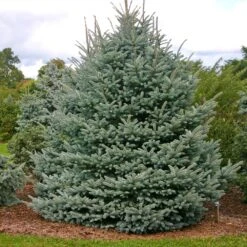 Fat Albert Colorado Blue Spruce -Green Plant Store Fat albert Blue Spruce 1