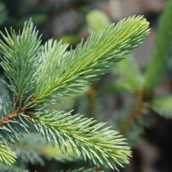 Fat Albert Colorado Blue Spruce -Green Plant Store Fat albert Blue Spruce 2