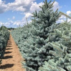 Fat Albert Colorado Blue Spruce -Green Plant Store Fat albert Blue Spruce 5