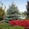Fat Albert Colorado Blue Spruce 1 Fat Albert Colorado Blue Spruce -Green Plant Store Fat albert Blue Spruce FGT 600x600 2967f4b7 777d 4dcb 9133 7fce04685aca