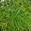 Fernleaf Bamboo 1 Fernleaf Bamboo -Green Plant Store Fernleaf Multiplex Bamboo 600x600 20b7422e 0d87 4b90 9325 a6ddb642b9ac