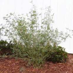 Fernleaf Bamboo 8 Fernleaf Bamboo -Green Plant Store FernleafMultiplexBamboo 1