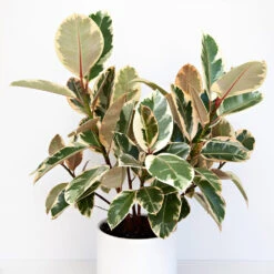 Ficus Tineke -Green Plant Store Ficus tineki 1
