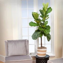 Monstera Deliciosa And Fiddle Leaf Fig Combo 9 Monstera Deliciosa And Fiddle Leaf Fig Combo -Green Plant Store Fiddle Leaf Fig 2 FGT