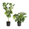 Monstera Deliciosa And Fiddle Leaf Fig Combo 1 Monstera Deliciosa And Fiddle Leaf Fig Combo -Green Plant Store Fiddle Swiss Combo 3GMon 3 4 Fig 600x600 1c3c9ad7 692d 418a b0f3 48f3822268e1