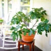 Fignomenal Fig Tree -Green Plant Store Fignominal Fig FGT 600x600 6f1c4f51 2c51 4e22 8351 3e386eb4b02e