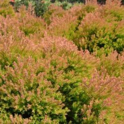 Fire Chief™ Thuja Shrub 10 Fire Chief™ Thuja Shrub -Green Plant Store Fire Chief Arborvitae 4