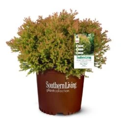 Fire Chief™ Thuja Shrub 11 Fire Chief™ Thuja Shrub -Green Plant Store Fire Chief Arborvitae 5