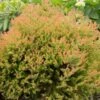 Fire Chief™ Thuja Shrub 2 Fire Chief™ Thuja Shrub -Green Plant Store Fire Chief Arborvitae FGT 600x600 37a959d3 8432 48d1 a13c 2918104cceee