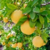 Flame Grapefruit Tree -Green Plant Store Flame Grapefruit 600x600 3439c604 9d92 491c b107 cc763d52c75a