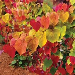 Flame Thrower® Redbud Tree 9 Flame Thrower® Redbud Tree -Green Plant Store Flame Thrower Redbud 2