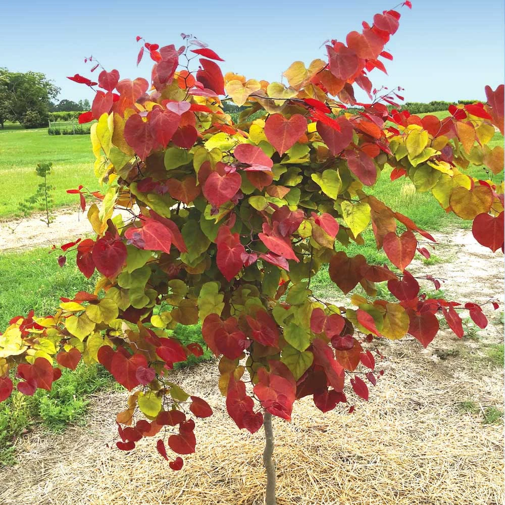 Flame Thrower® Redbud Tree 4 Flame Thrower® Redbud Tree - Image 2