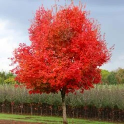 Flashfire® Maple Tree -Green Plant Store Flashfire Maple 1