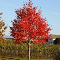 Flashfire® Maple Tree -Green Plant Store Flashfire Maple 2