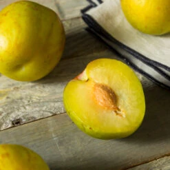 Flavor Queen Pluot® 9 Flavor Queen Pluot® -Green Plant Store Flavor Queen Pluot 2