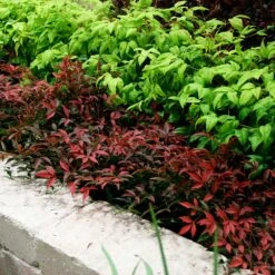 Flirt™ Nandina Shrub -Green Plant Store Flirt Nandina BB 2